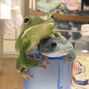 Meet your Posher, Morgan